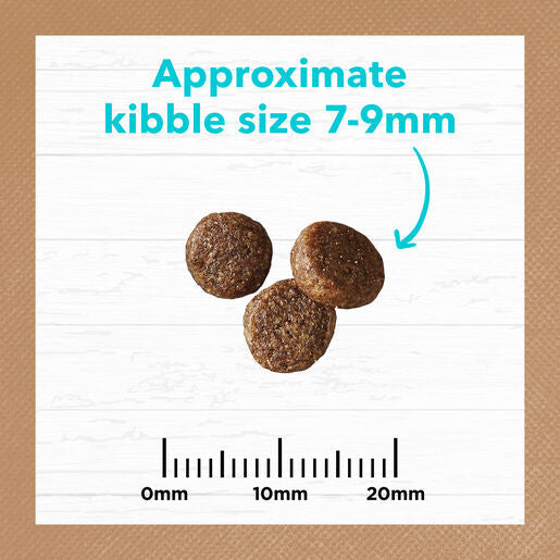 IVORY COAT Grain Free Dry Kitten Food Ocean Fish & Salmon 2kg
