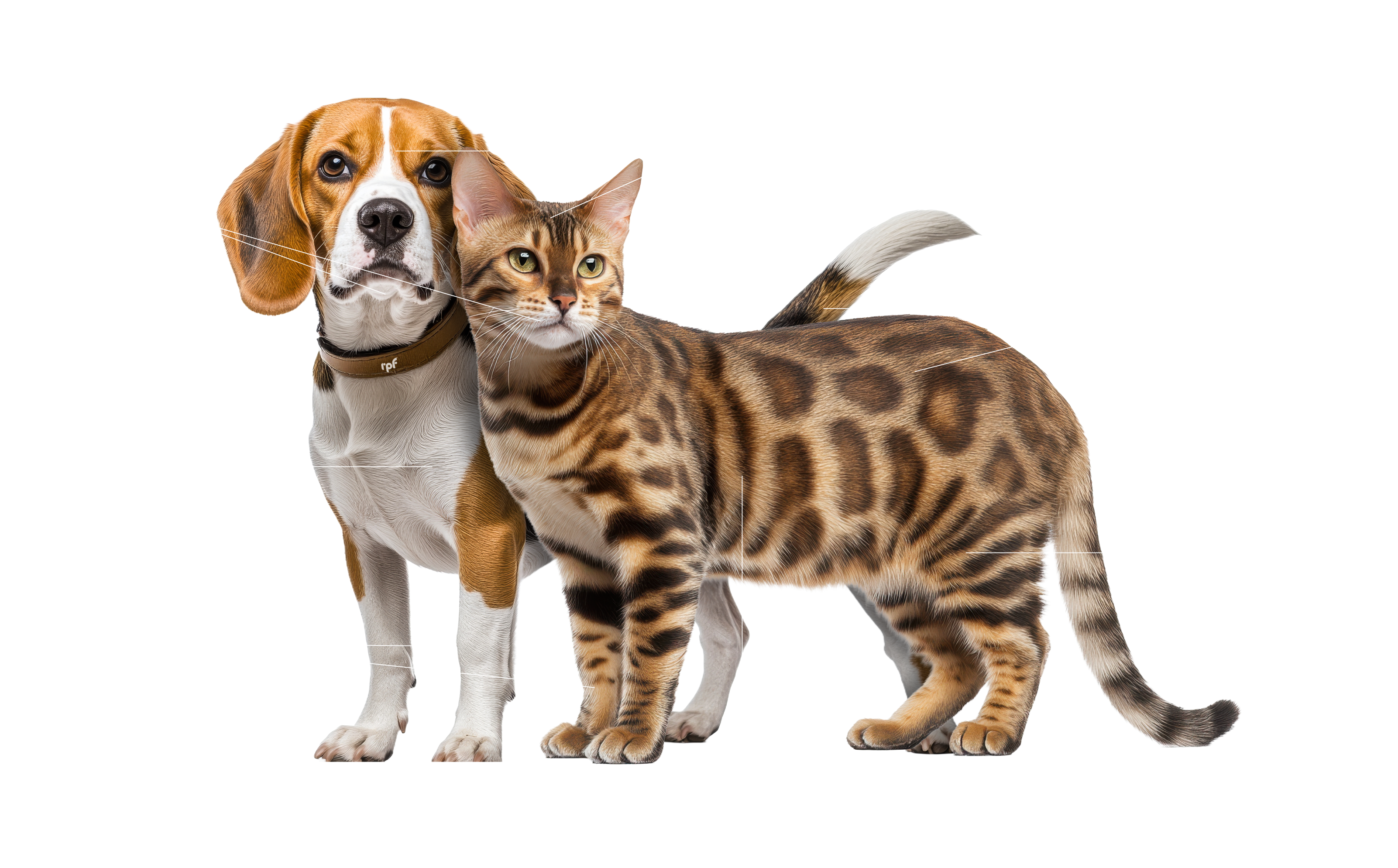 How does fresher nutrition support the HEALTHSPAN?​