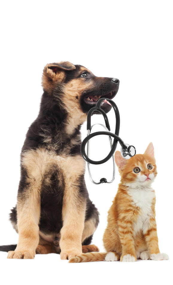 Vet s Best Real Pet Food Company vet-s-best-real-pet-food-company