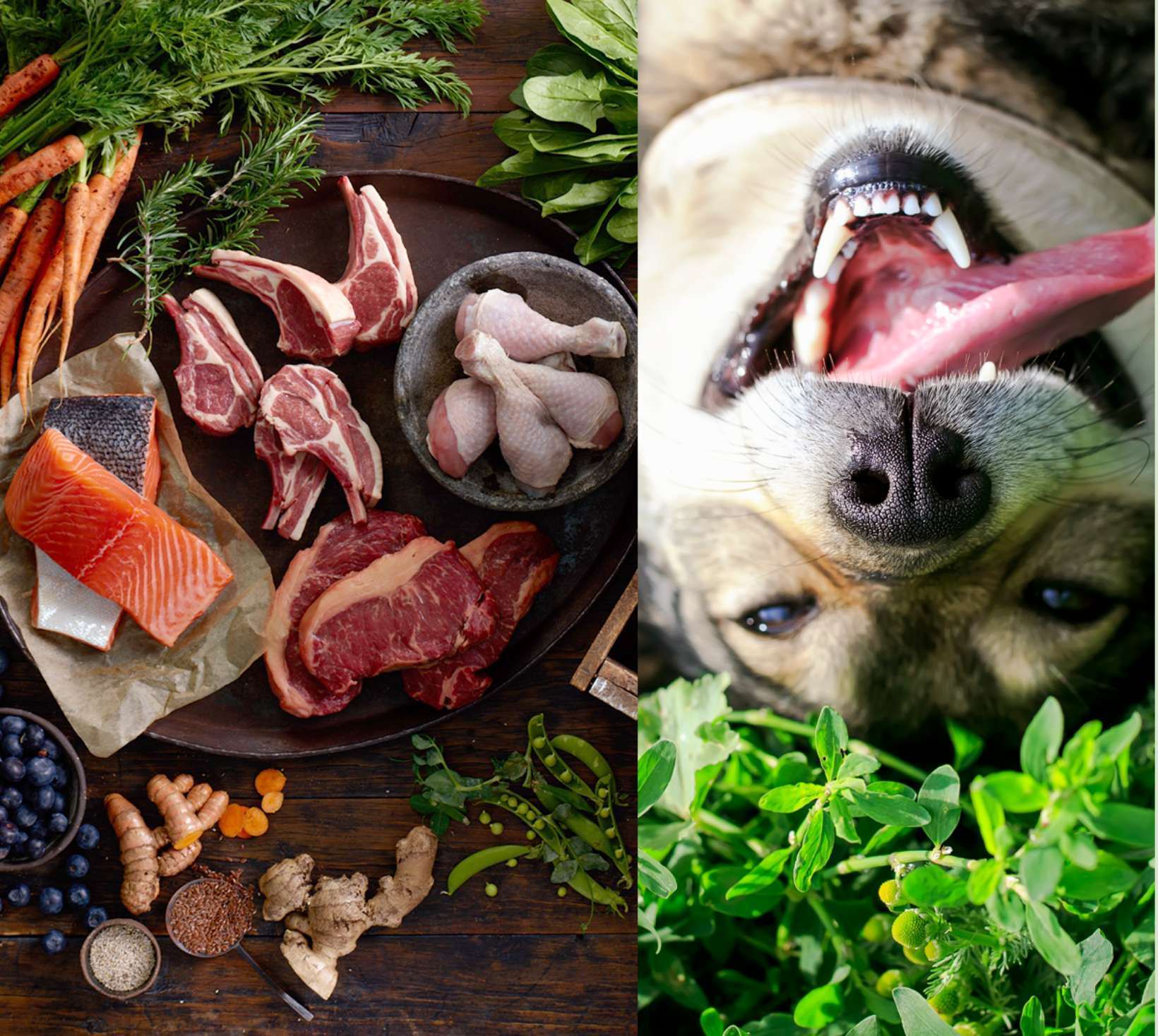 Social Responsibility Real Pet Food Company social-responsibility-real-pet-food-company