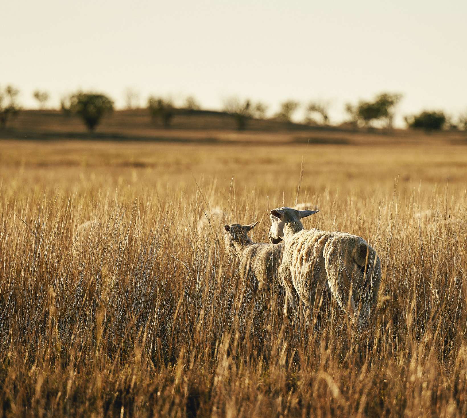 Social Responsibility Real Pet Food Company social-responsibility-real-pet-food-company