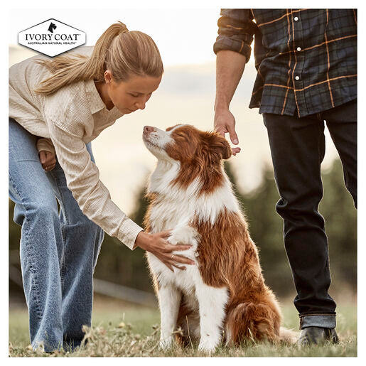IVORY COAT Grain Free Adult Dry Dog Food Lamb & Sardine 2kg