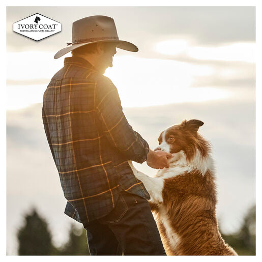 IVORY COAT Grain Free Adult Wet Dog Food Lamb & Kangaroo Stew 400g